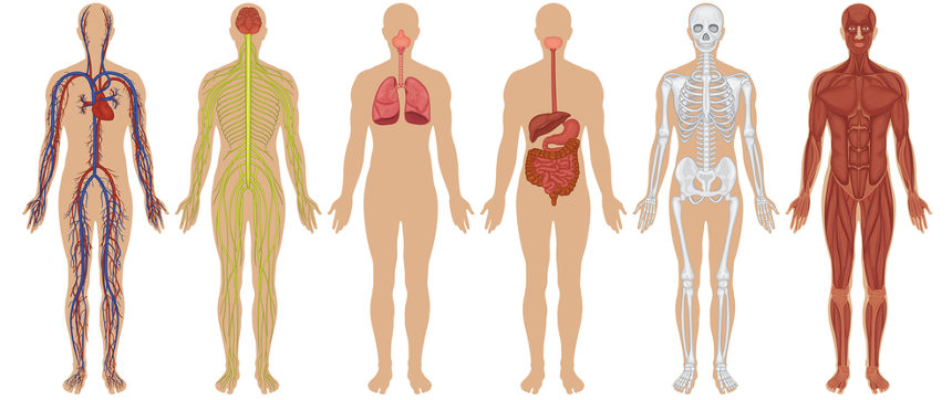 Quais são os principais sistemas do corpo humano
